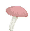 File:Mushroom growth 2.png