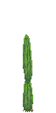 Cactus 02.png